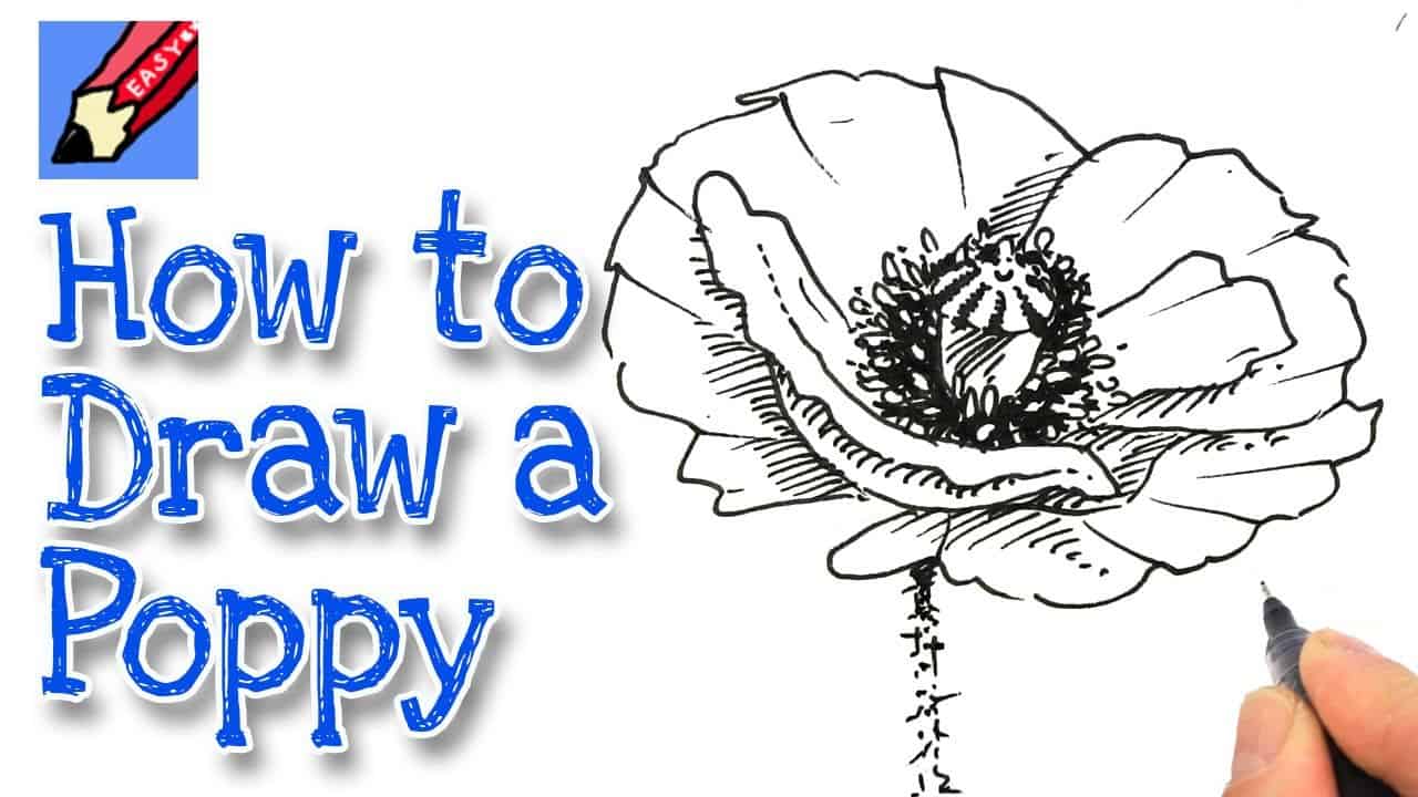 How To Draw A Poppy Real Easy Kidlit Tv